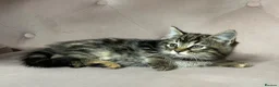 Mixed Breed cats for sale: Part Maine Coon kitten, ready - Advert 1