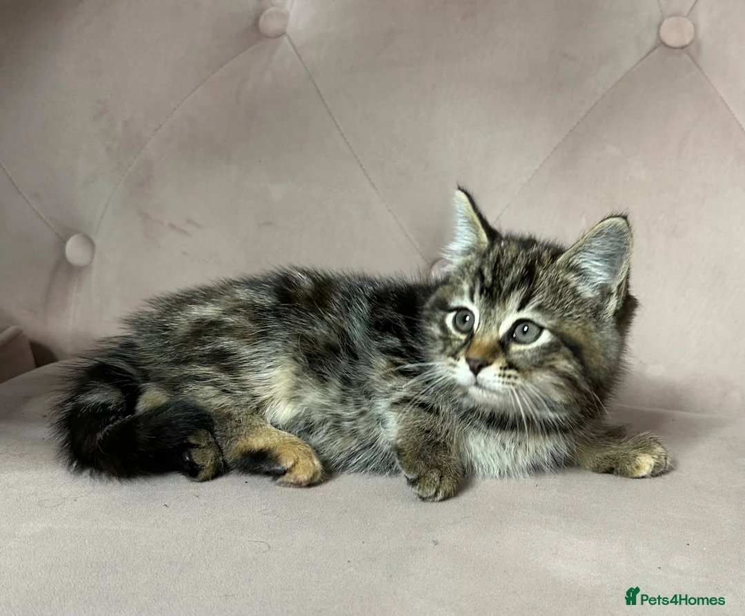 Mixed Breed cats for sale: Part Maine Coon kitten, ready - Advert 1