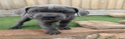 Cane Corso dogs for sale: Cane corso puppies  - Advert 2