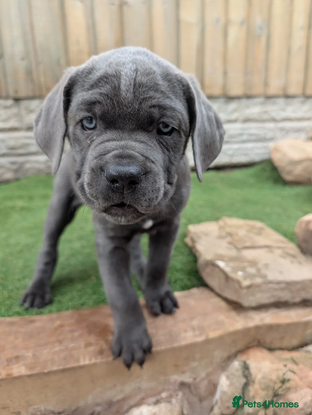 Cane Corso dogs for sale: Cane corso puppies  - Advert 2