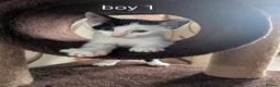 Mixed Breed cats for sale: Cute kittens looking for a new home - Advert 8