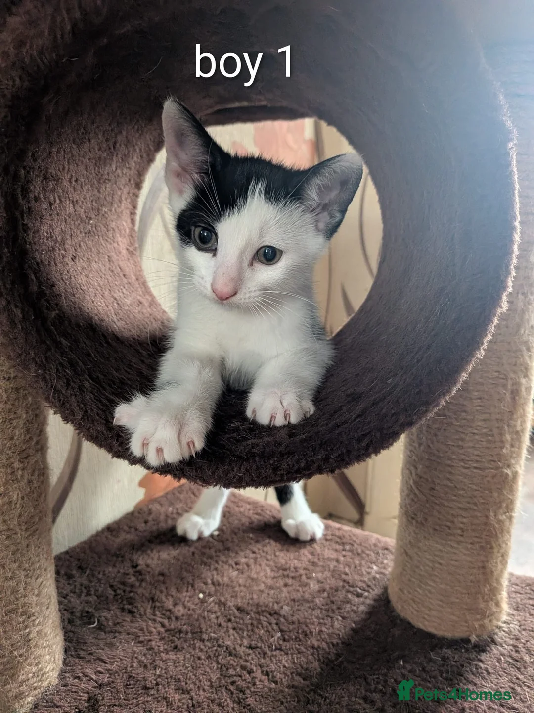 Mixed Breed cats for sale: Cute kittens looking for a new home - Advert 8