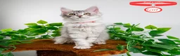 Maine Coon cats for sale: Stunning Maine Coon Kittens Ready - Advert 15