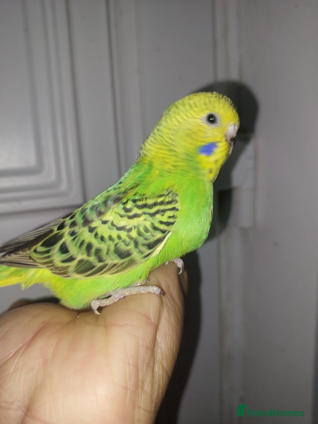 Budgerigars birds for sale: Hand reared super tame budgies chick - Image 7
