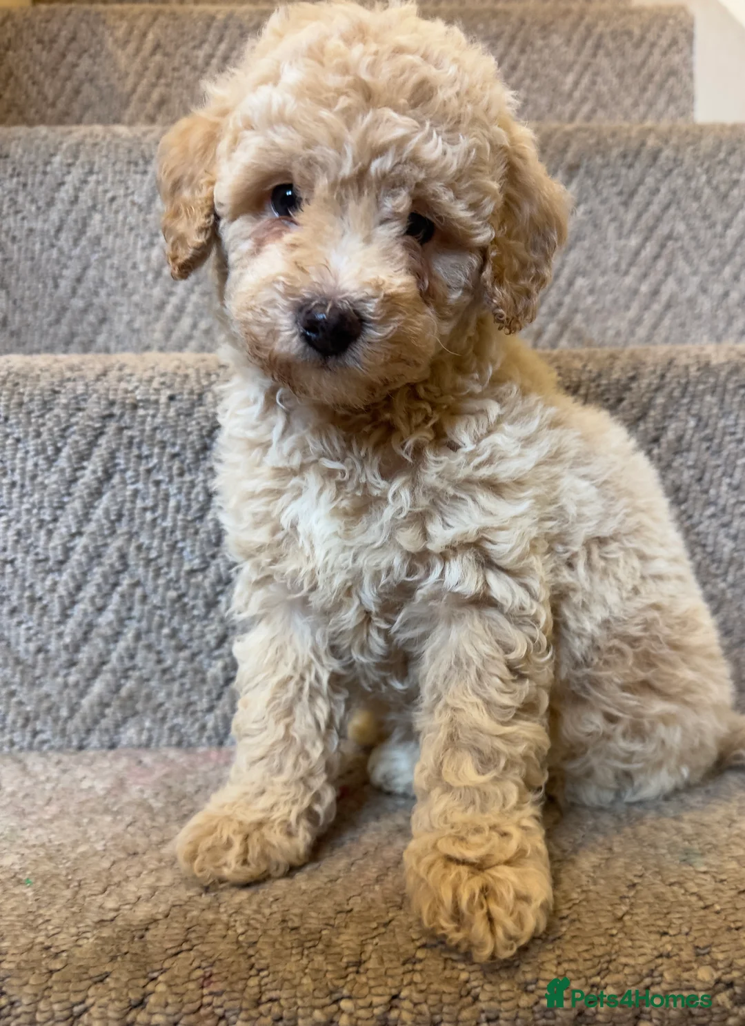 Poochon dogs for sale: Poochon pups 🩷🩵 - Advert 15