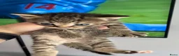 Mixed Breed cats for sale: 2 male tabby kittens 2 female - Advert 5