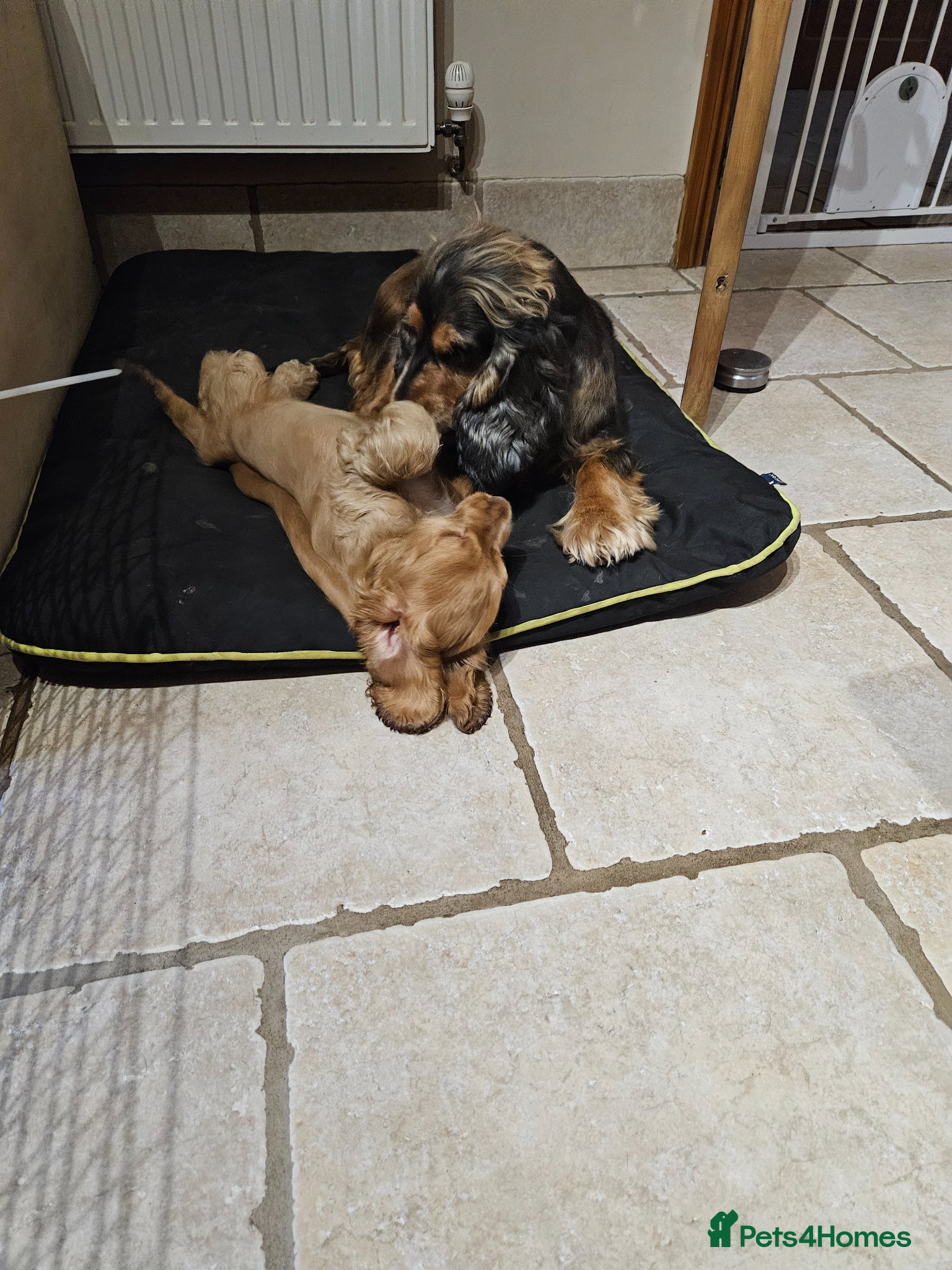 Cocker Spaniel dogs Gorgeous golden Show Cocker Spaniel  - Advert 8
