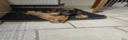 Cocker Spaniel dogs for sale: Gorgeous golden Show Cocker Spaniel  - Advert 1