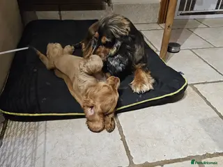 Cocker Spaniel dogs Gorgeous golden Show Cocker Spaniel - Advert 8