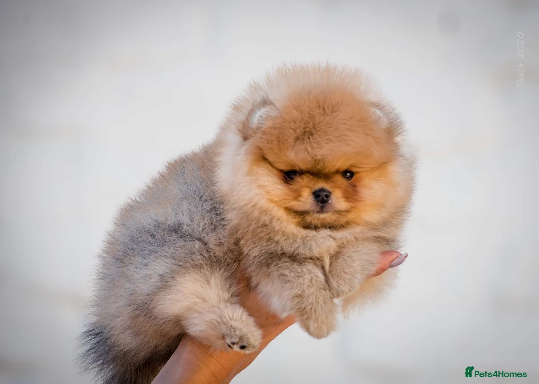 Pomeranian dogs for stud: Pomerian Stud dog Top Top Quality-teddy face boy in Deeside - Advert 13