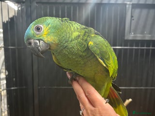 Parrots birds for sale: Beautiful baby Blue Fronted Amazon - Advert 2