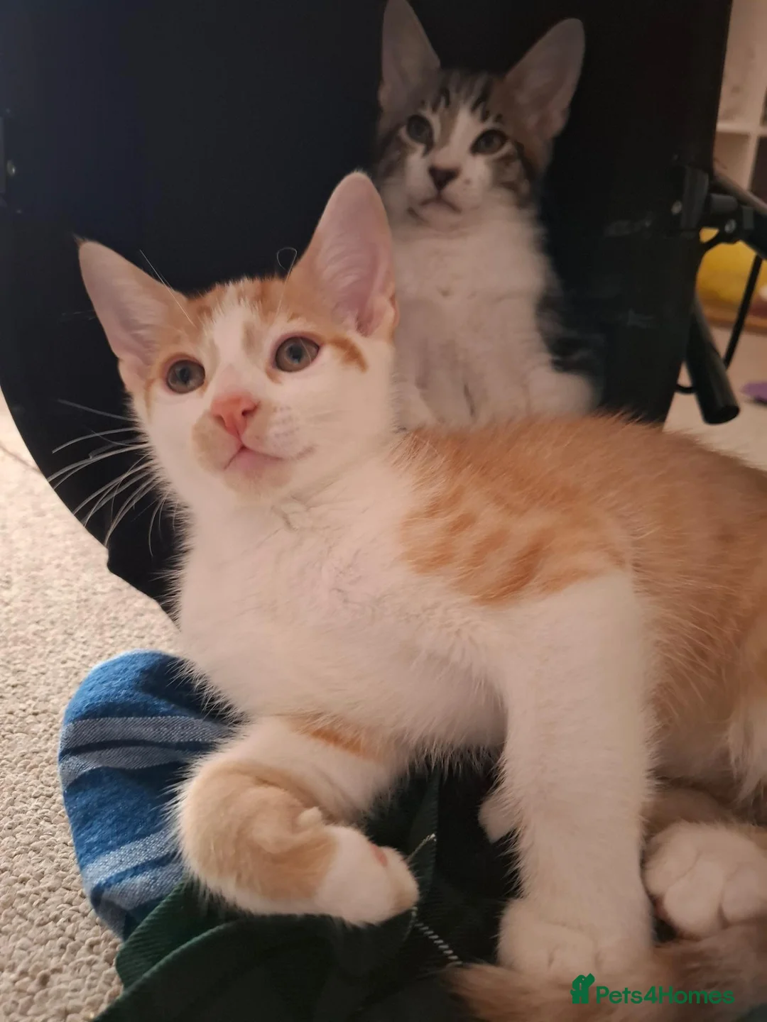 Mixed Breed cats for sale: Two 10 Weeks old Boy kittens  in Colchester - Advert 1