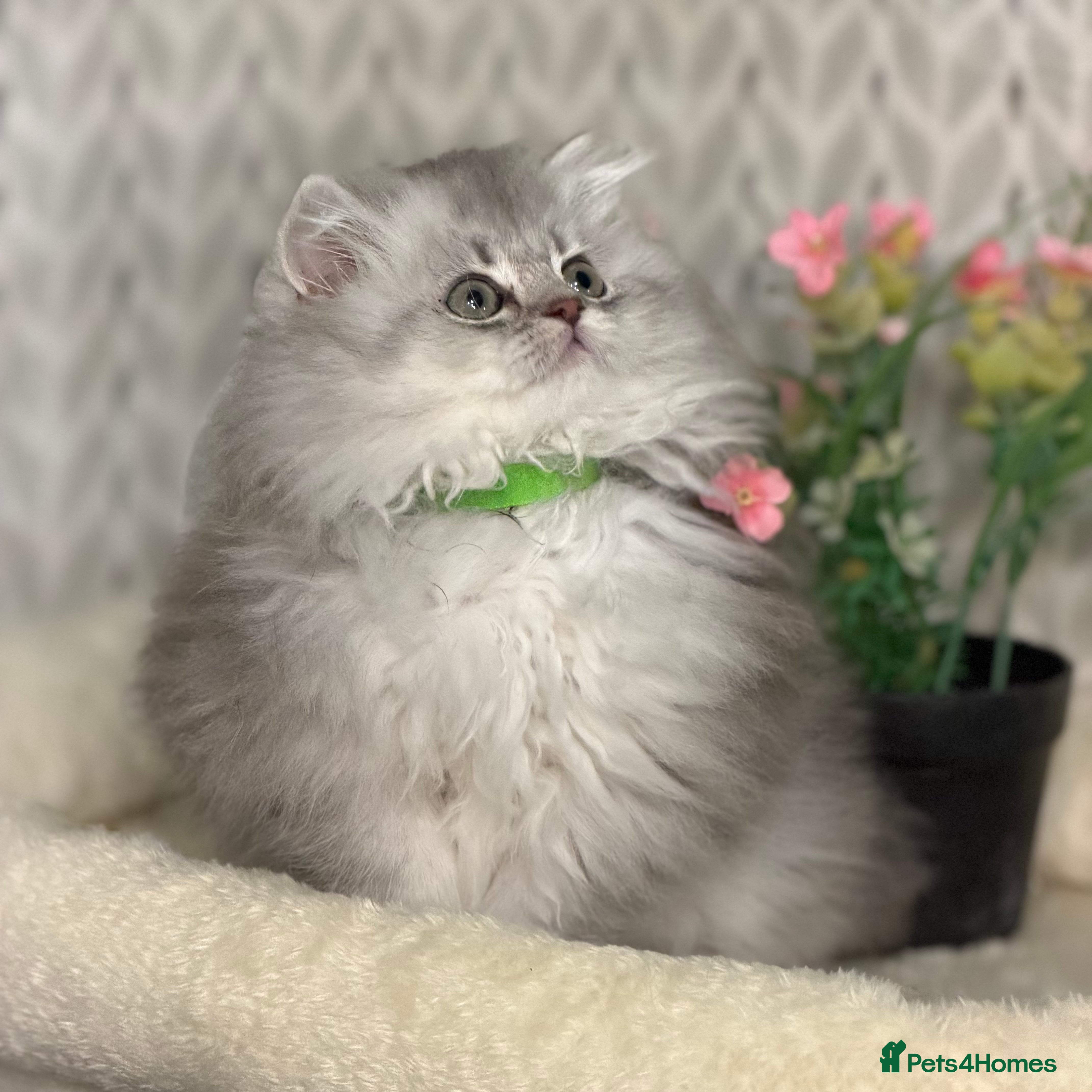 British Longhair cats British Longhair/Shorthair kittens TICA - Advert 6