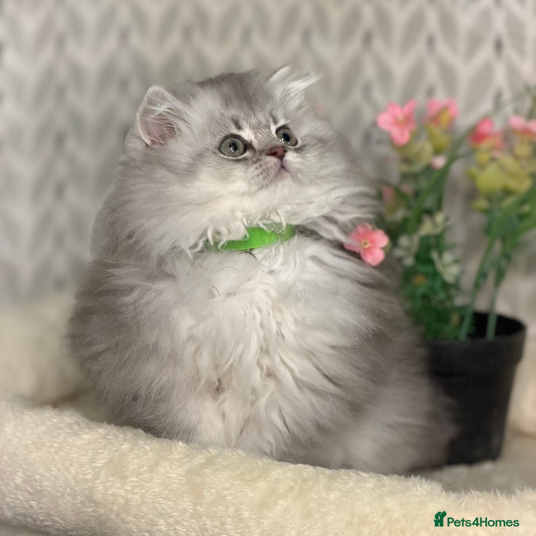 British Longhair cats for sale: British Longhair/Shorthair kittens TICA - Advert 1