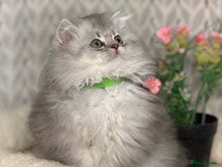 British Longhair cats British Longhair/Shorthair kittens TICA - Advert 3