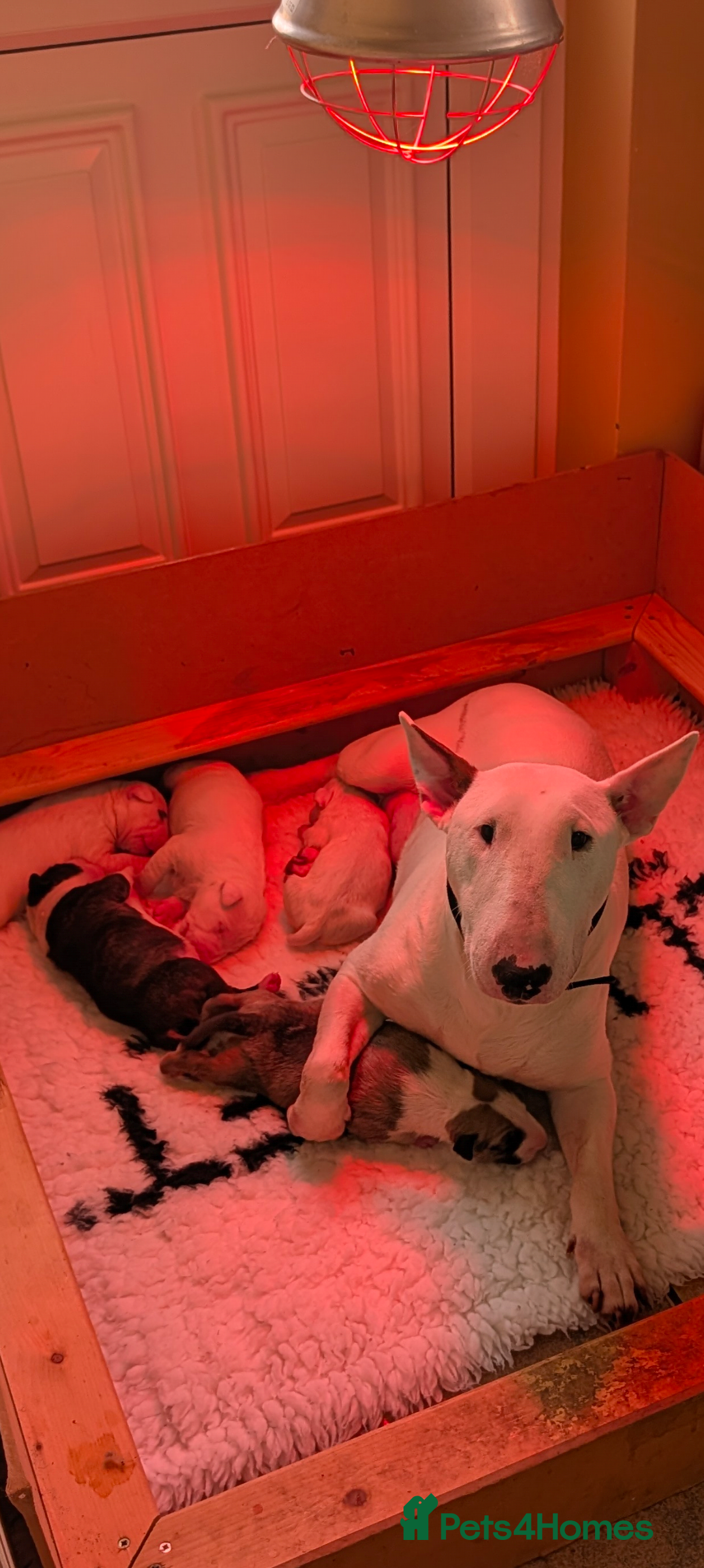 English Bull Terrier dogs for sale: English bull terrier pups - Advert 1