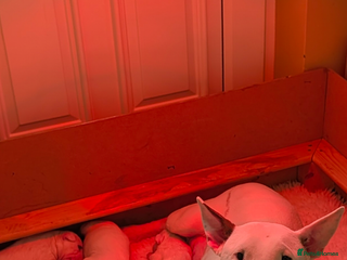 English Bull Terrier dogs English bull terrier pups - Advert 16