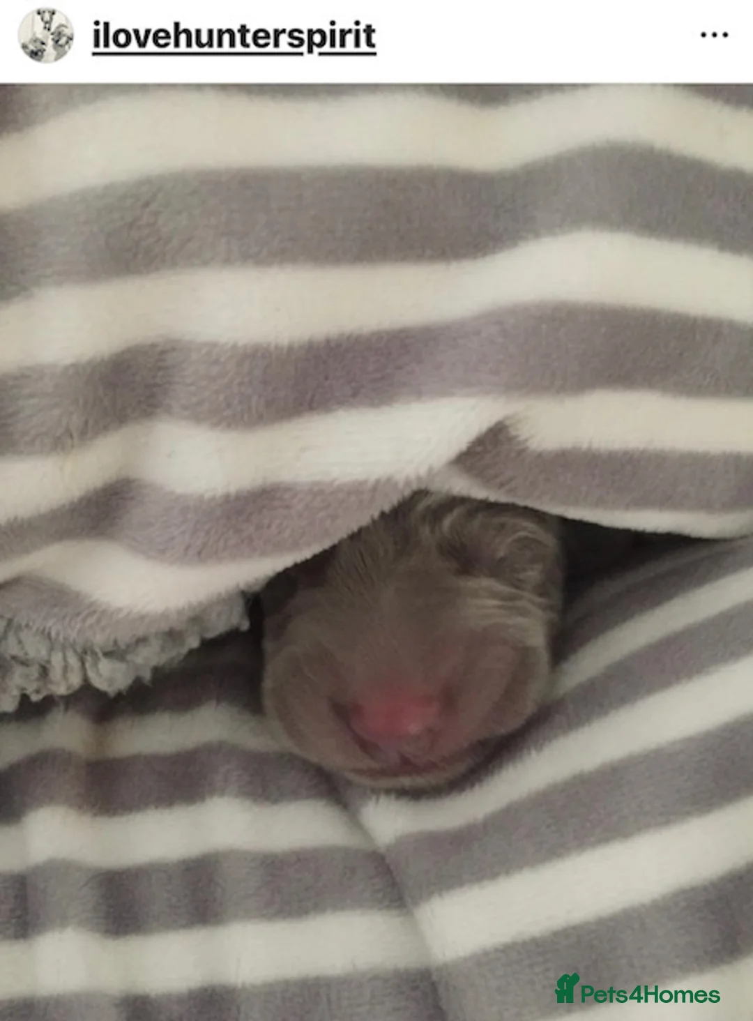 Weimaraner dogs for sale: HUNTER SPIRIT GUNDOGS - Advert 4