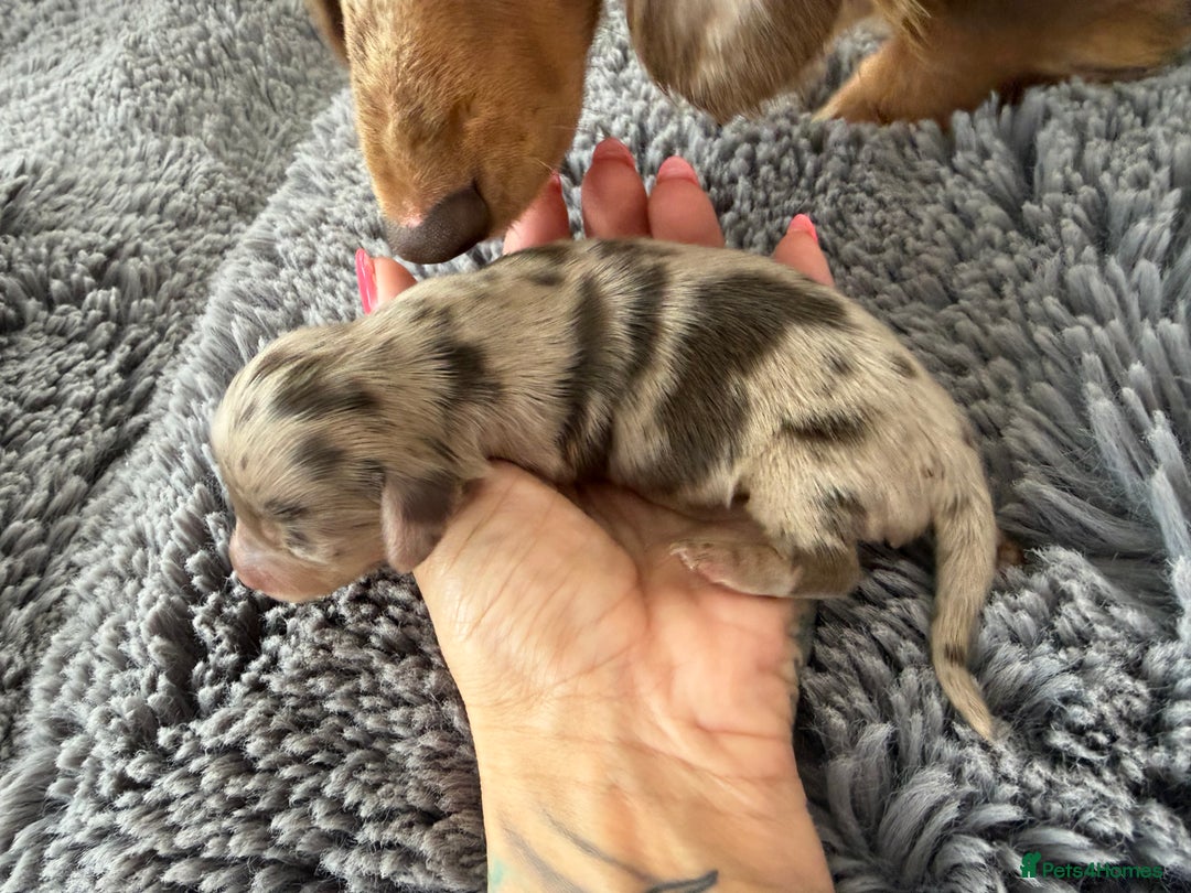 Miniature Dachshund dogs for sale: Long haired mini dachshund pups  - Image 6