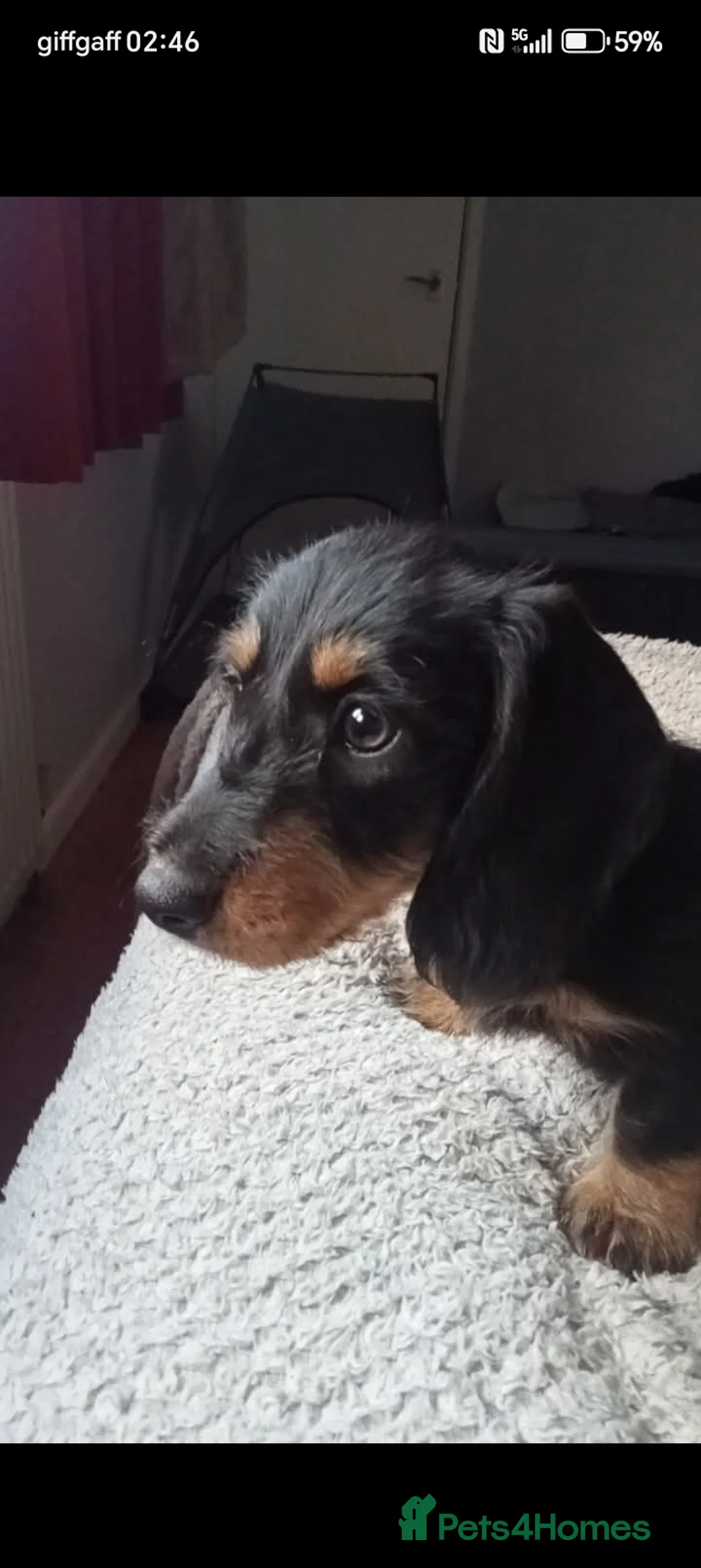 Dachshund dogs for sale: Dachshund Wire and Smooth  - Advert 14