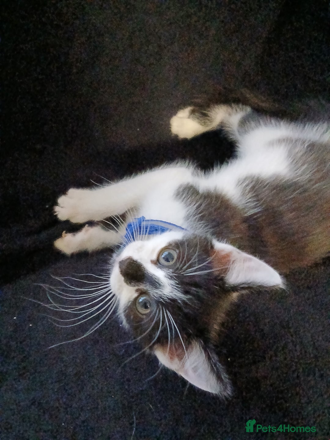 Mixed Breed cats for sale: Gorgeous mixed kittens - Advert 3