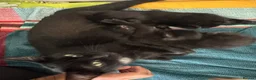Domestic Shorthair cats for sale: Black Kitten with White Pouch (3 months) - Advert 2