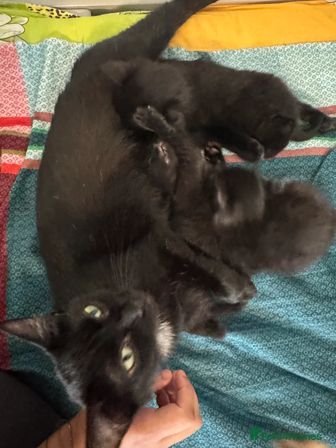 Domestic Shorthair cats for sale: Black Kitten with White Pouch (3 months) - Advert 2