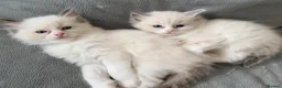 Ragdoll cats for sale: GCCF Ragdoll Kittens Championlines  - Advert 24