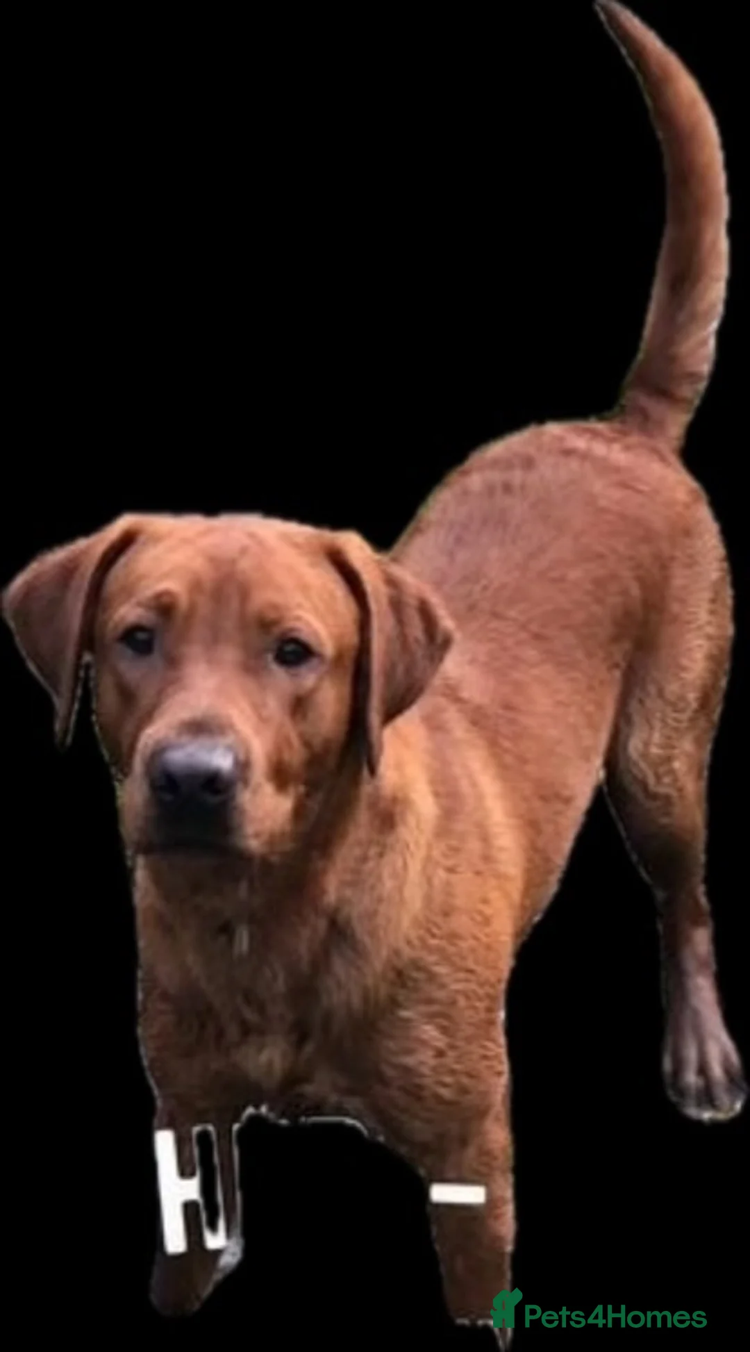 Labrador Retriever dogs for sale: Pedigree Labrador retriever fox red in Sheffield - Advert 6