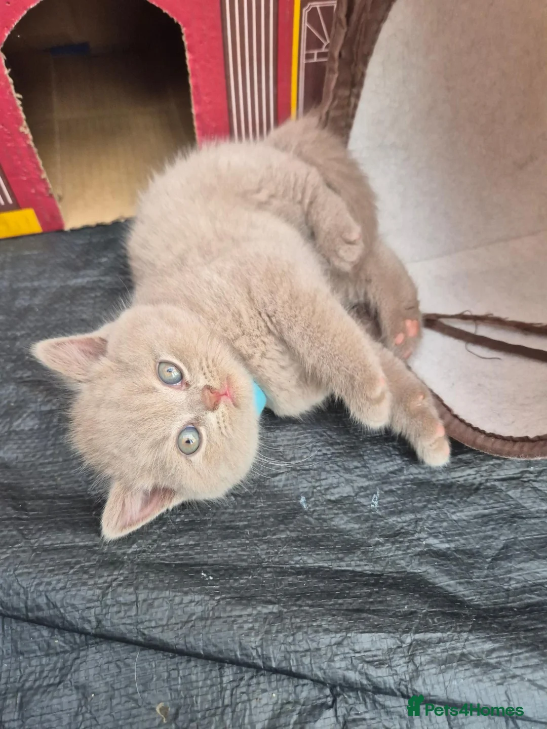 British Shorthair cats for sale: British shorthair kittens fawn and chocolate males - Advert 2