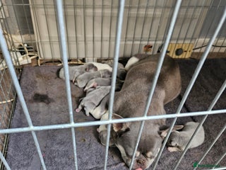 French Bulldog dogs - Advert 31