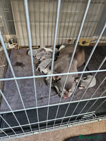 French Bulldog dogs - Advert 9