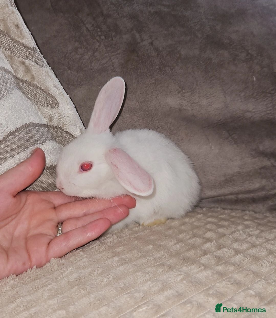 Mini Lop rabbits Mini lop bunnies - Advert 2
