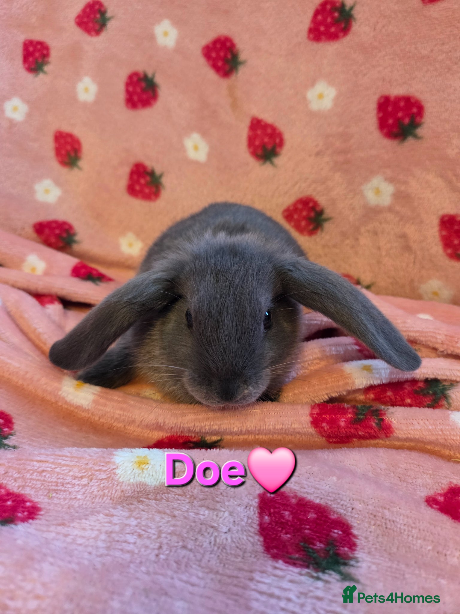 Mini Lop rabbits Very tame smokey Grey otter Mini lop 8 weeks old - Advert 2