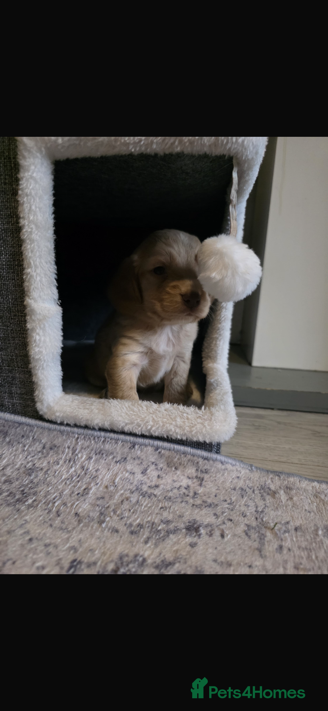 Cocker Spaniel dogs for sale: Beautiful cocker spaniels  - Image 6