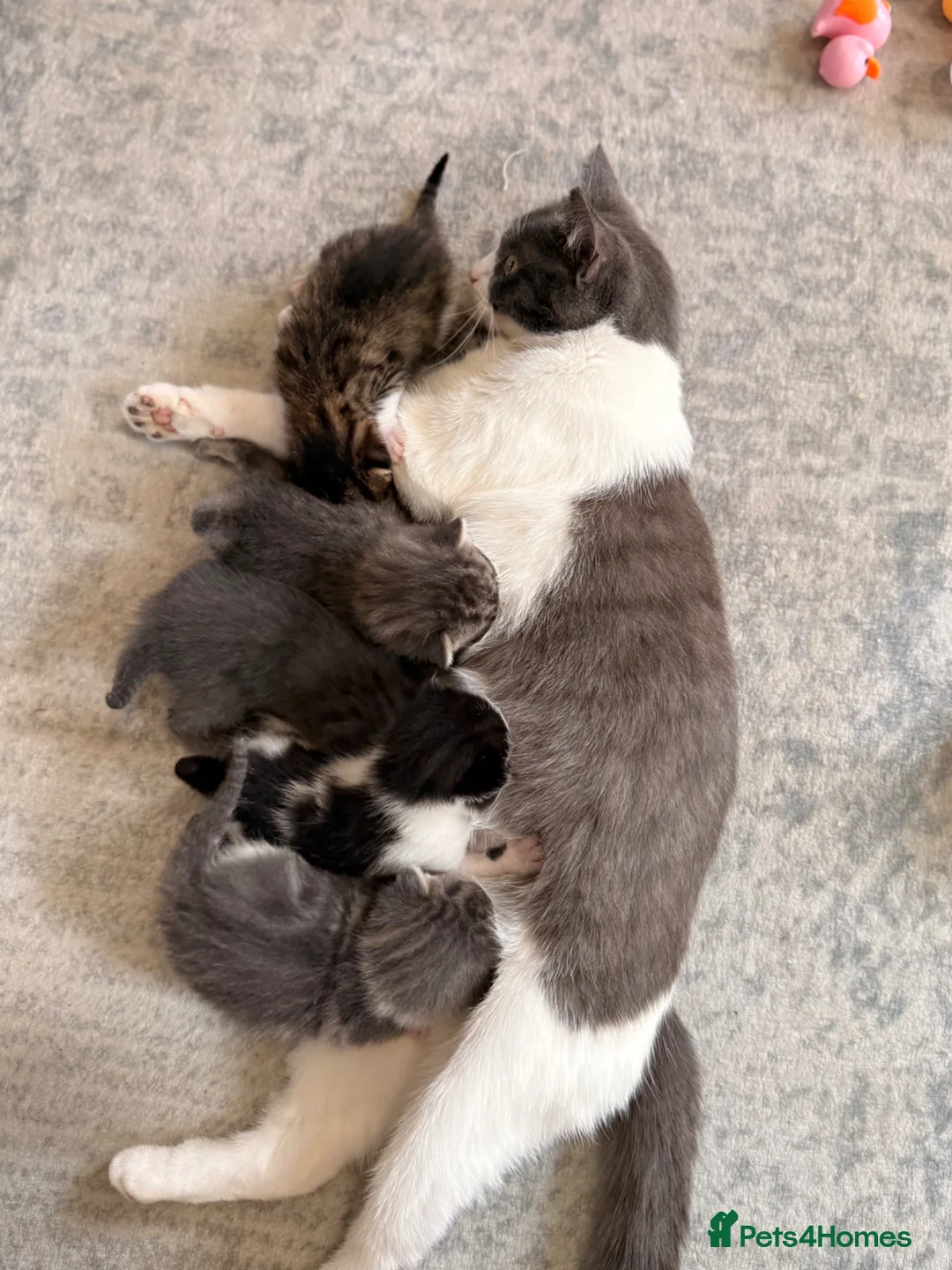 Domestic Shorthair cats for sale: Kittens for sale in Bournemouth - Advert 11