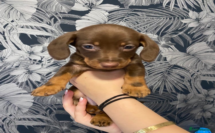Dachshund dogs - Advert 1