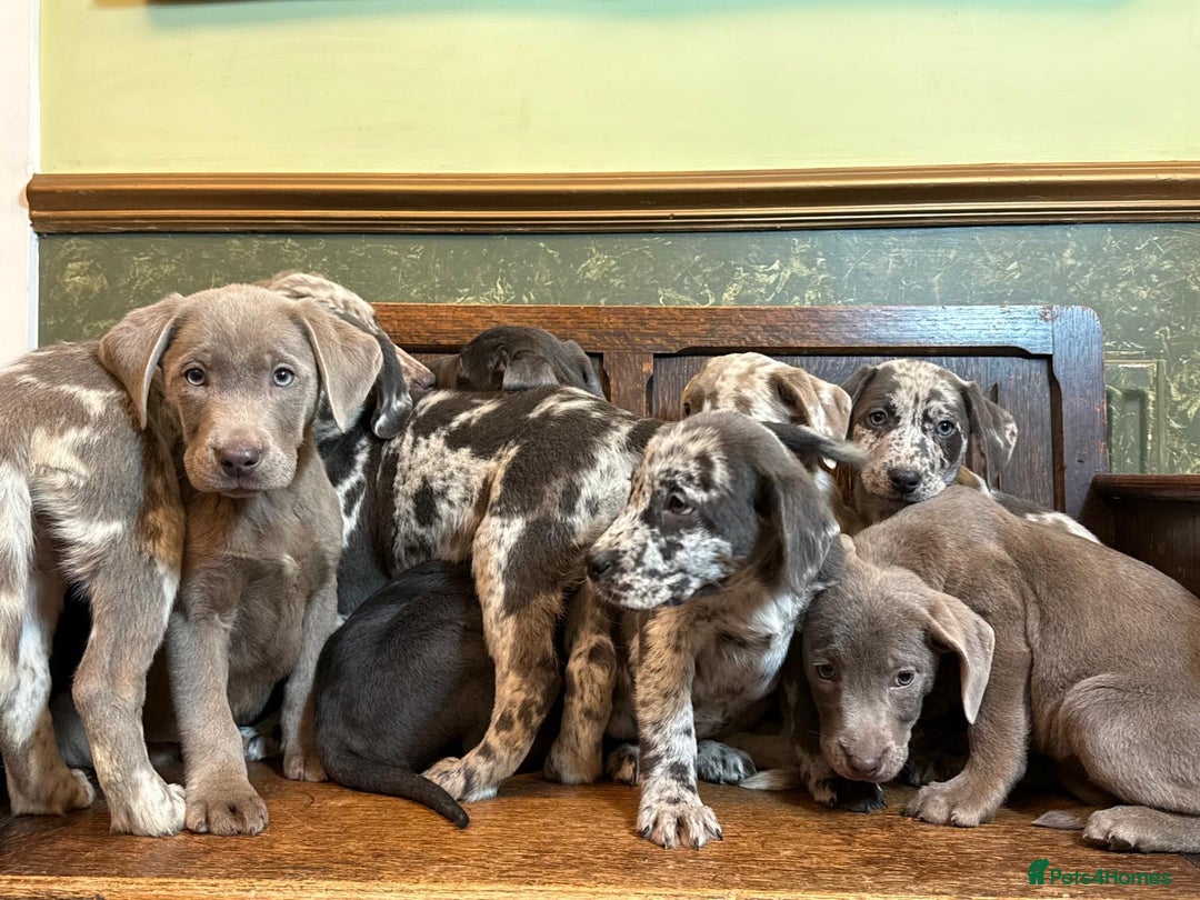 Labrador Retriever dogs for sale: Merle, Silver and Charcoal Labrador Puppies  - Image 2