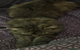 Mixed Breed cats for sale: Lola! - Image 2