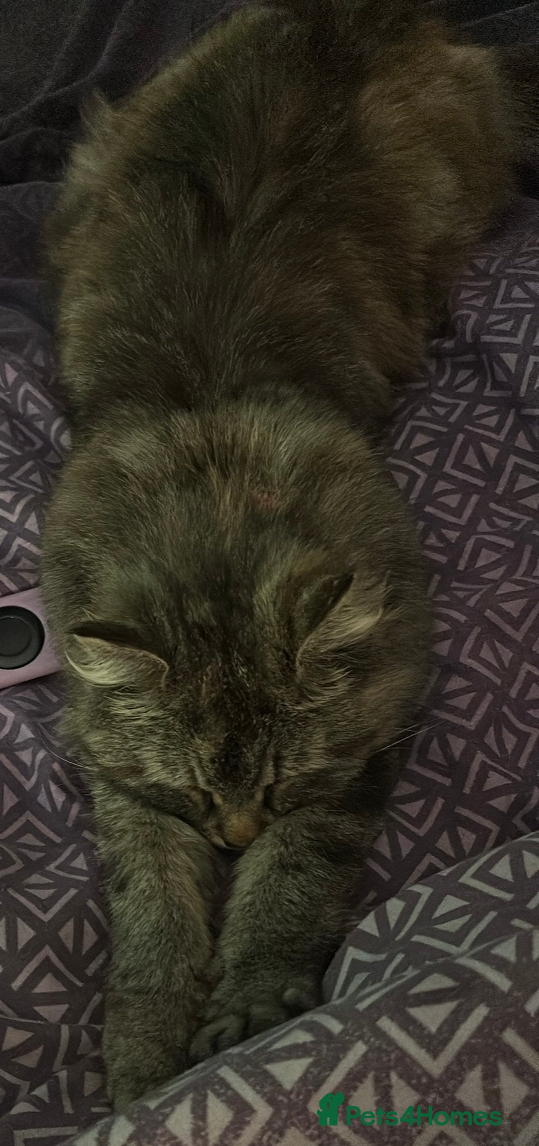 Mixed Breed cats for sale: Lola! - Image 2