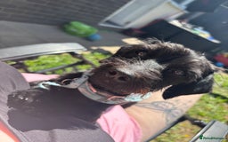 Doxiepoo dogs for sale: 2 year old doxiepoo - Image 3