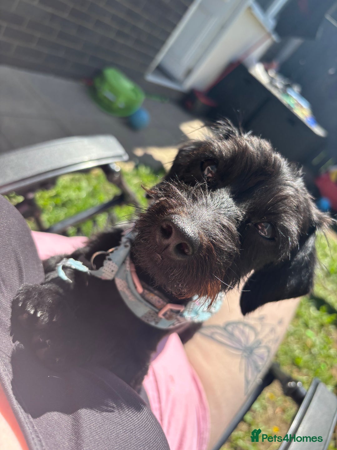 Doxiepoo dogs for sale: 2 year old doxiepoo - Image 3