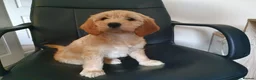 Cavapoo dogs for sale: Top Class Extensively tested Toy Cavapoo pups - Advert 23