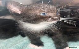 Mixed Breed cats for sale: 15 kittens for sale (4 LEFT REDUCED)  in Hassocks - Image 19