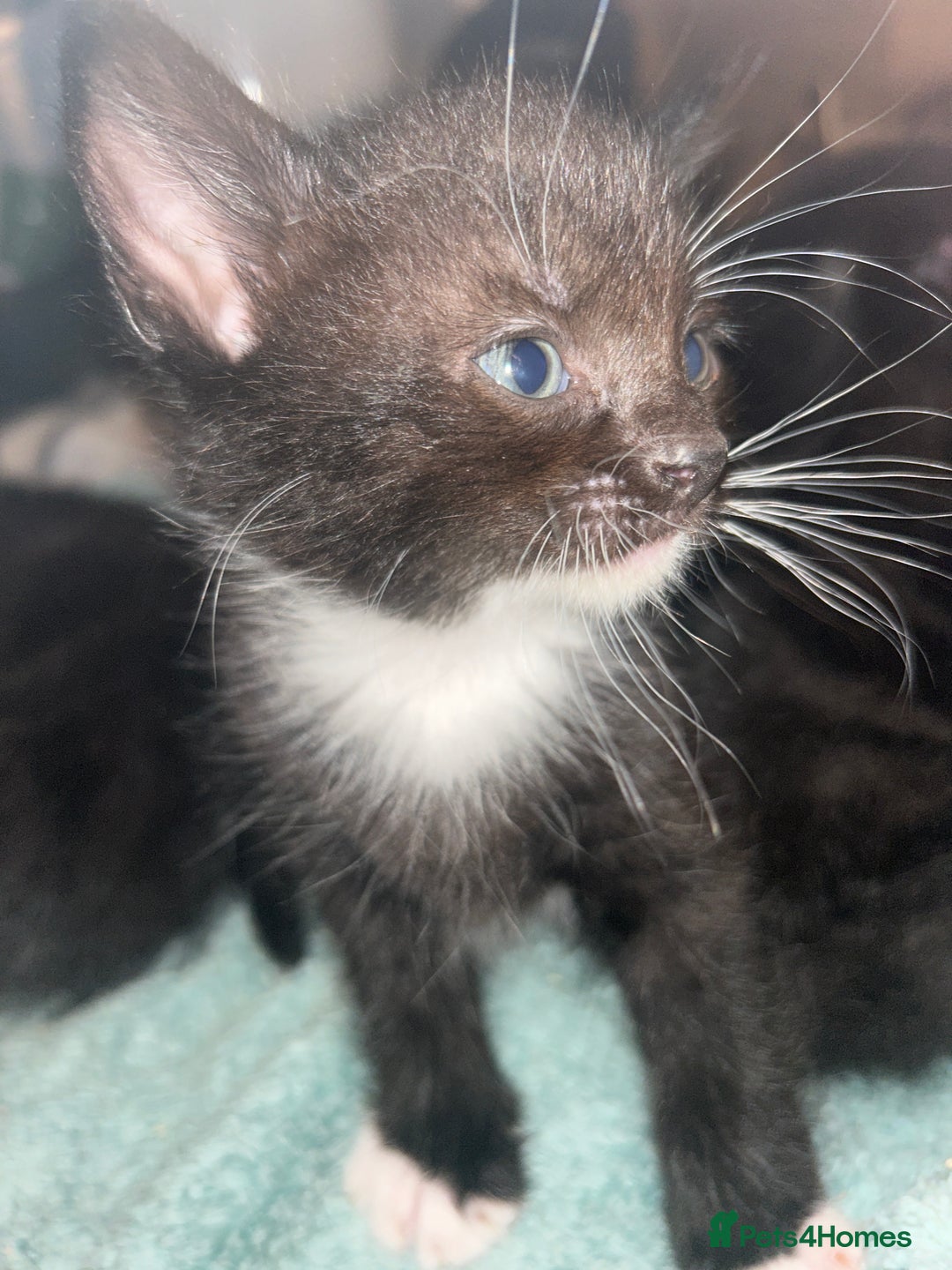 Mixed Breed cats for sale: 15 kittens for sale (4 LEFT REDUCED)  in Hassocks - Image 19
