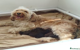 Cockapoo dogs for sale: Stunning cockapoo puppies  - Image 11