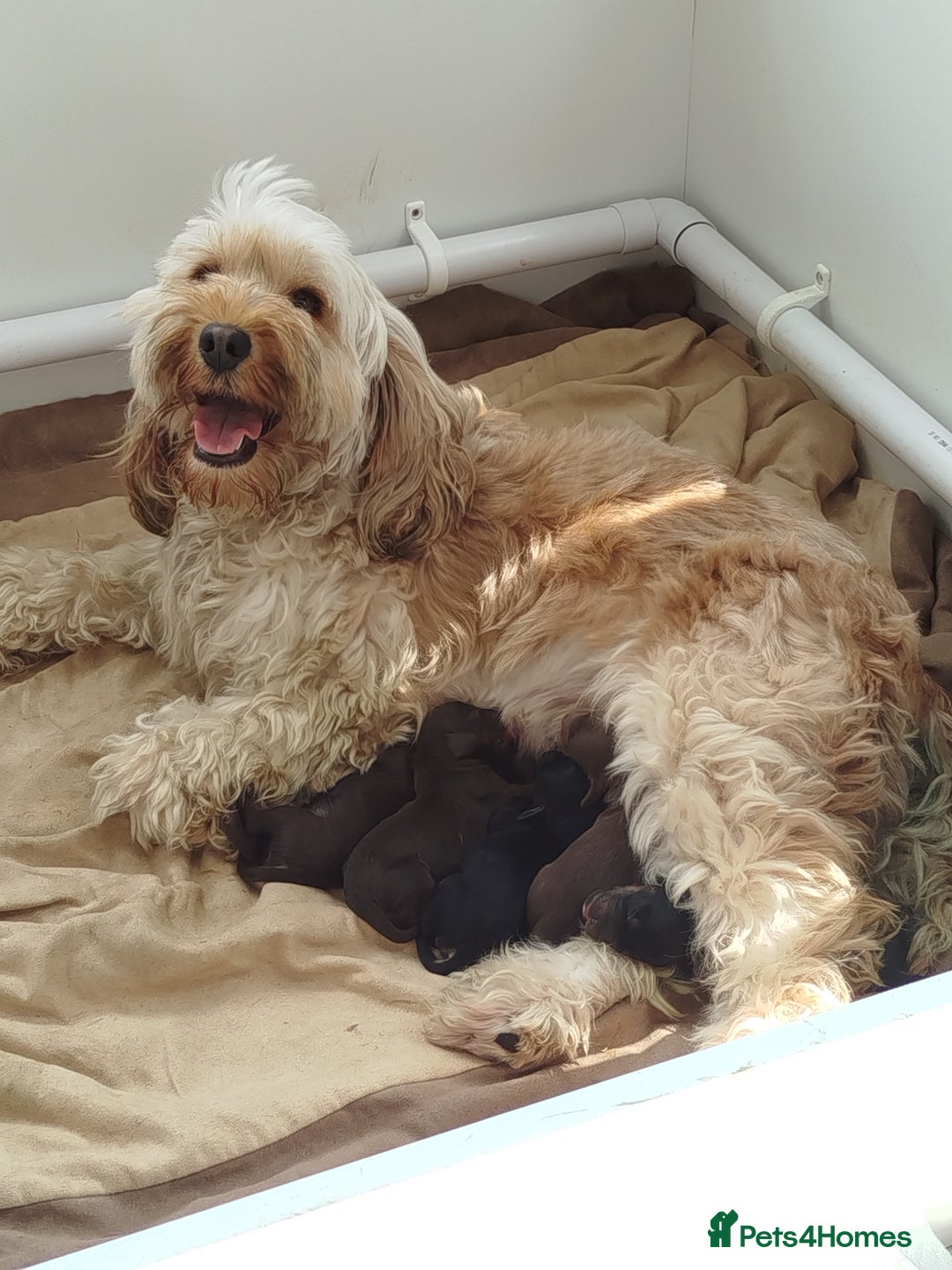 Cockapoo dogs for sale: Stunning cockapoo puppies  - Image 11