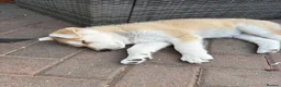 Mixed Breed dogs for sale: White Swiss shepherd cross wolf dog - Advert 4