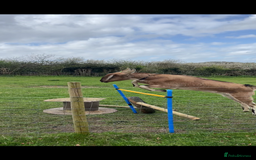 Goats livestock for sale: two angolo-Nubian goats  - Image 12