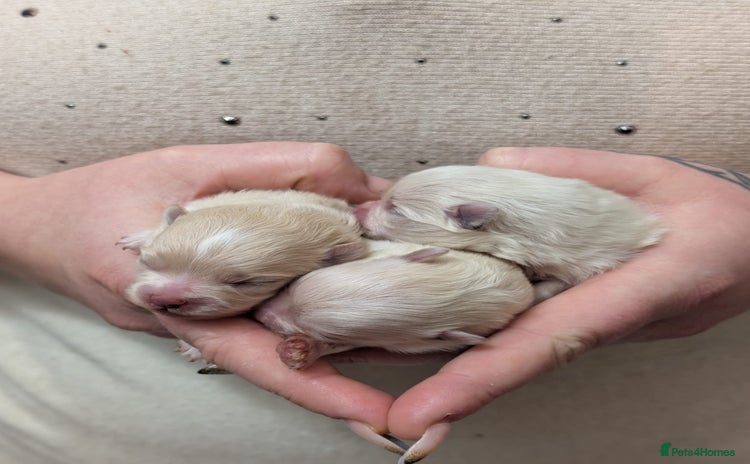 Pomeranian dogs Beautiful pure Pomeranians tiny babys - Advert 13